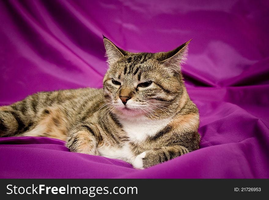 Cat laying on violet background. Cat laying on violet background