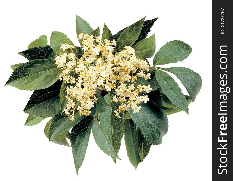 Isolated pic of a Bunch of Elderflowers