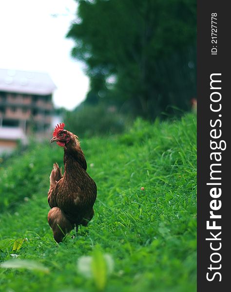 A hen on grass field in summer