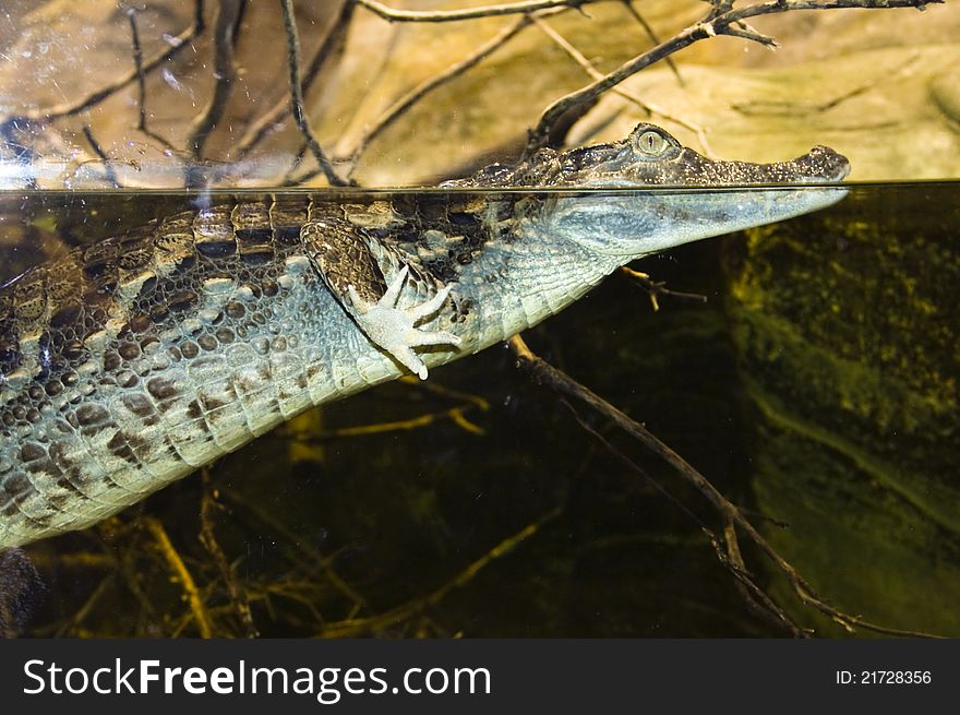 Spectacled caiman (Caiman crocodilus) in Montpellier Zoo