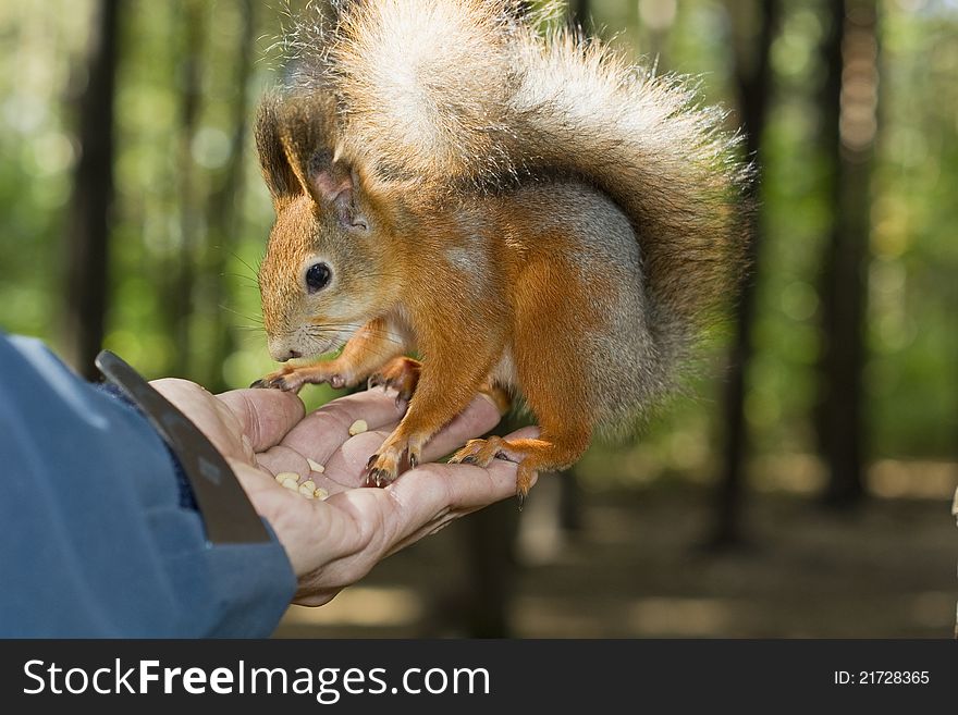 The tamed squirrel eats from hands