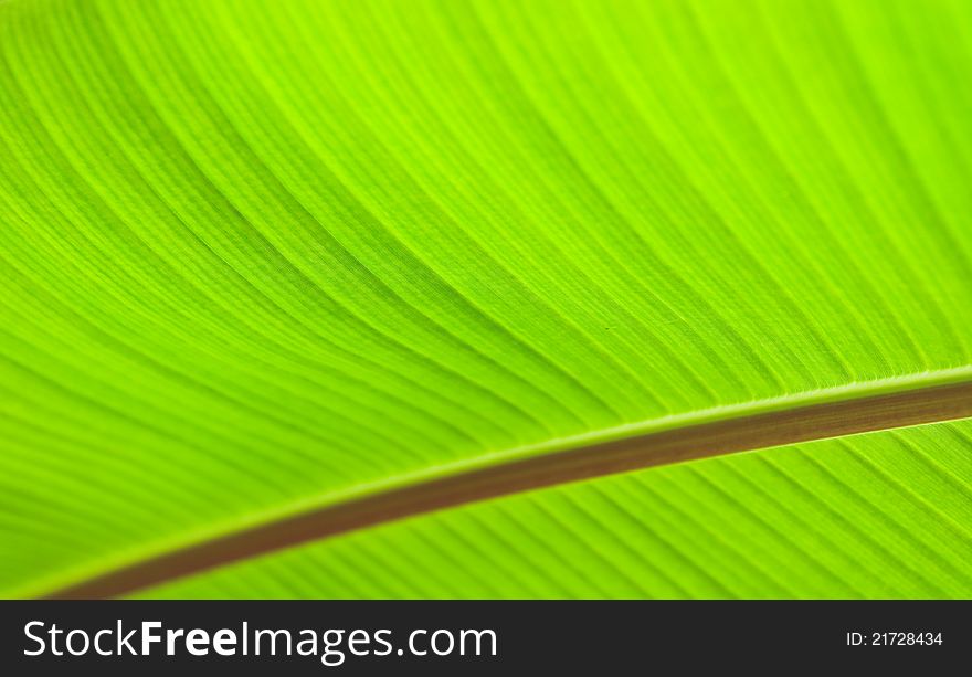 Green leaf abstract nature background