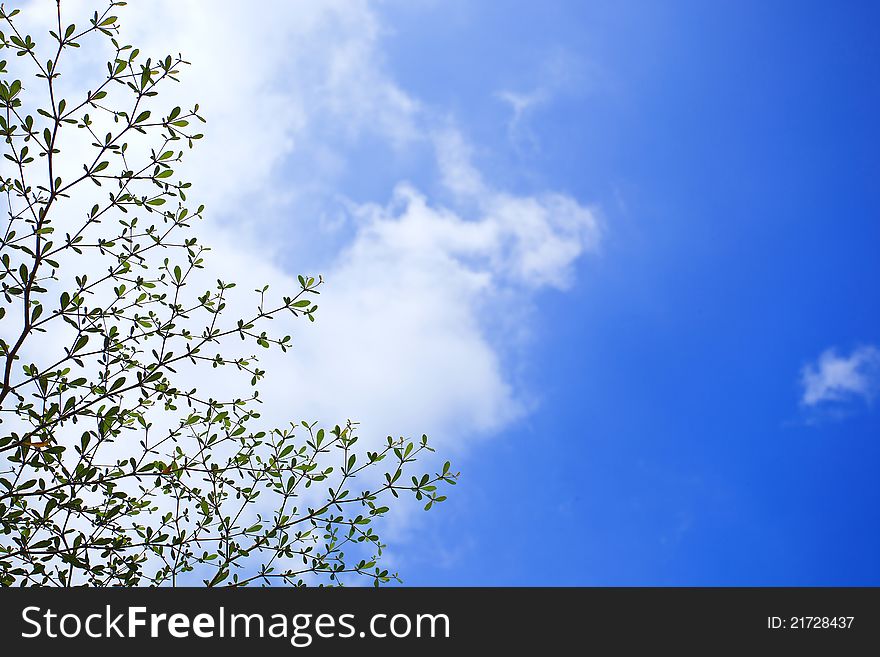 Tree frame background on white & blue sky. Tree frame background on white & blue sky