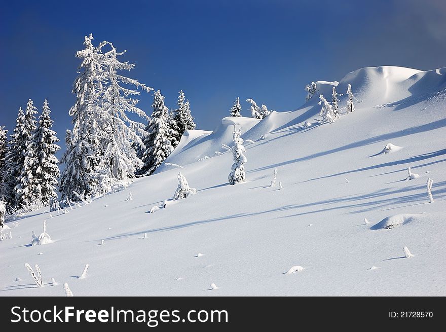 Winter landscape with fur-trees and fresh snow. Ukraine, Carpathians