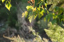 Spider Web Stock Photography