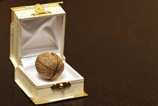 Walnut In A Case Stock Photos Walnut In A Case Stock Photos