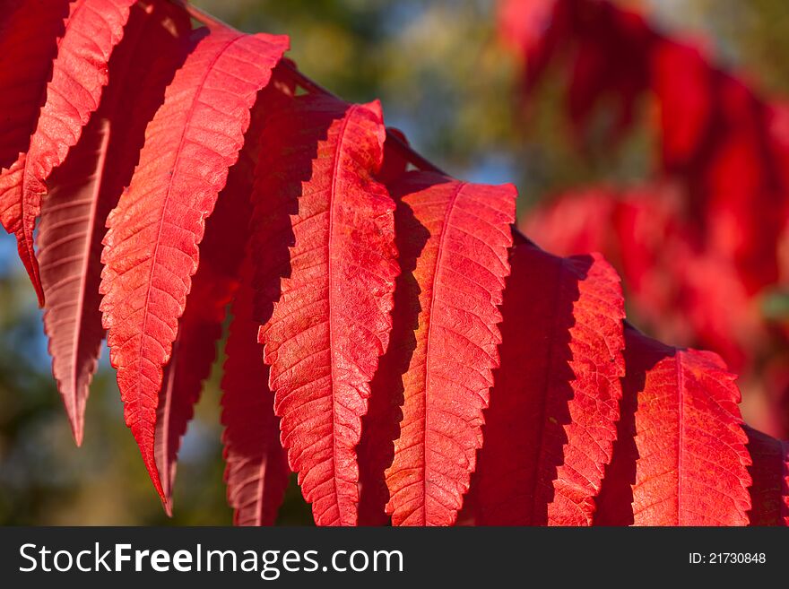 Background Of Red Autumn Leaves