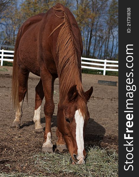 A brown horse is eating hay. A brown horse is eating hay.