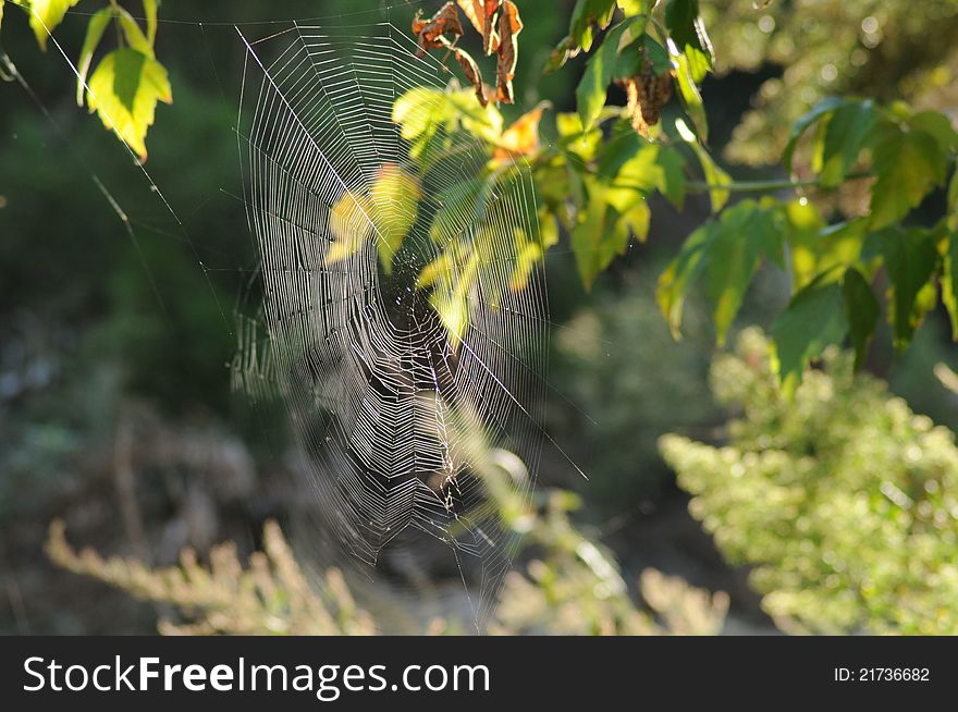 Green leafy tree with a large delicate spider web  stretched along the leaves