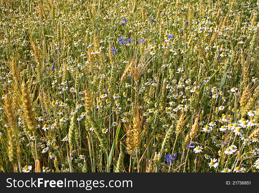 Chamomile Fields