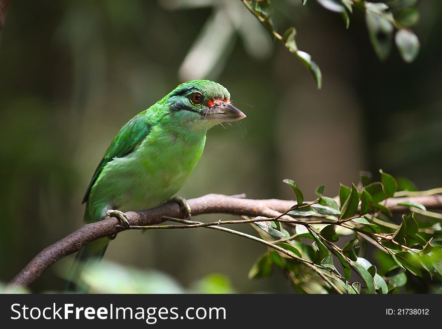 Moustached Barbet green bird close-up