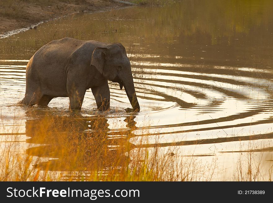 Elephant In Pond