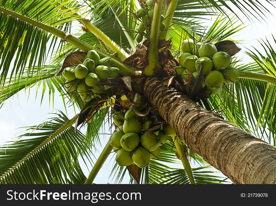 Bunch of coconuts on coconut tree. Bunch of coconuts on coconut tree