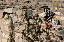 Ruins Of Stone And Brick Wall. Green Wild Grape Vine Growing Over Top Royalty Free Stock Photos