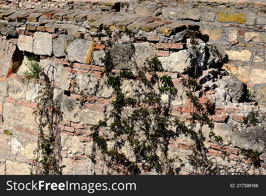 Ruins of stone and brick wall. green wild grape vine growing over top