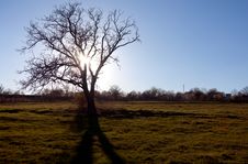 Bare Tree Sunrise Stock Photo Bare Tree Sunrise Stock Photo