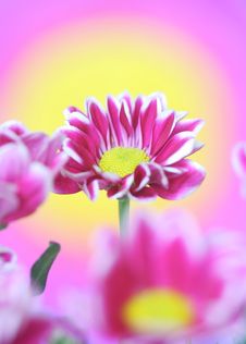 Chrysanthemum Royalty Free Stock Photography Chrysanthemum Royalty Free Stock Photography