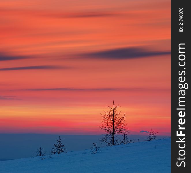 Winter landscape with a sunset and fir-trees