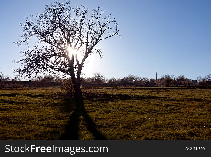 View of old bare tree on a field, sun rising behind the branches. View of old bare tree on a field, sun rising behind the branches