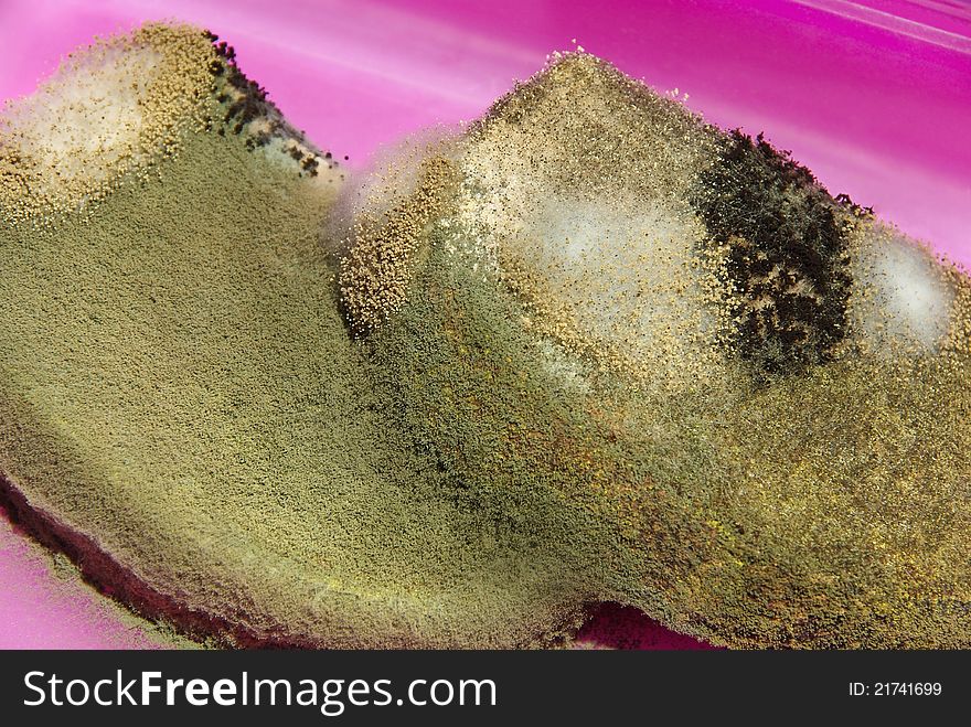 Mold spores. Macro mould colonies growing on an agar plates.