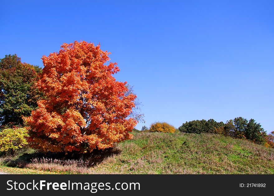 Bright orange color autumn tree in the park. Bright orange color autumn tree in the park
