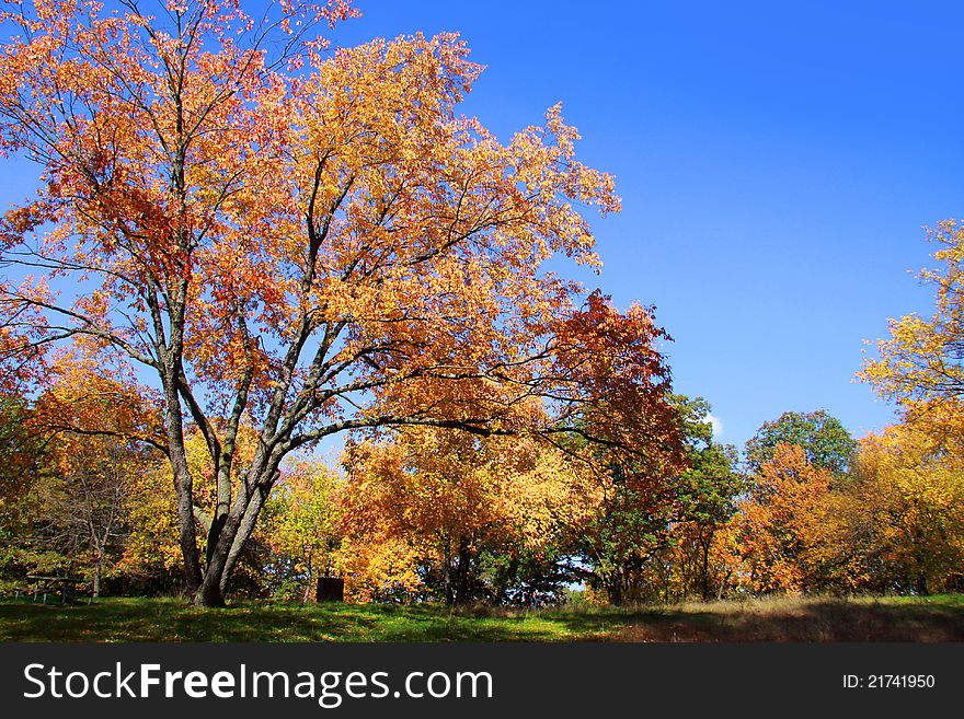 Bright autumn trees in Kensington metro park Michigan. Bright autumn trees in Kensington metro park Michigan