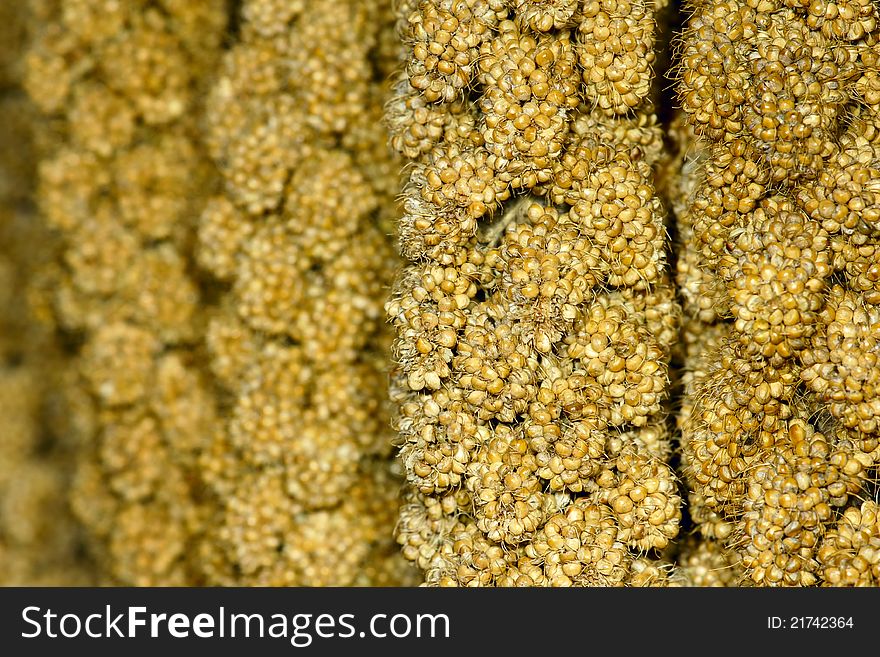 The close-up of millet ears