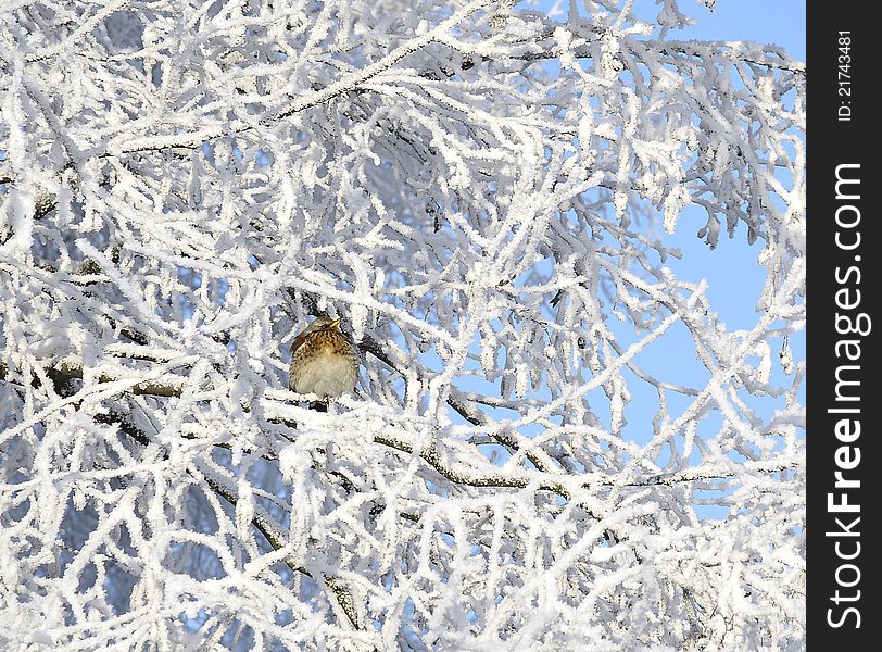 Bird on tree branch in sunny day in the winter. Bird on tree branch in sunny day in the winter