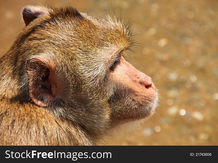 Close up face of Long-tailed Macaque or crab-eating monkey. Close up face of Long-tailed Macaque or crab-eating monkey