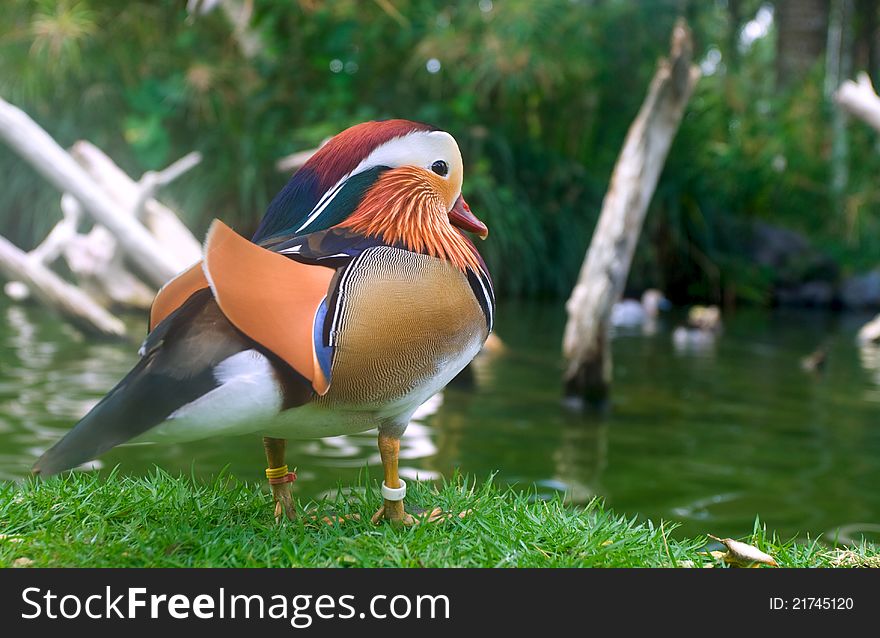 Closeup mandarin duck (Aix galericulata)