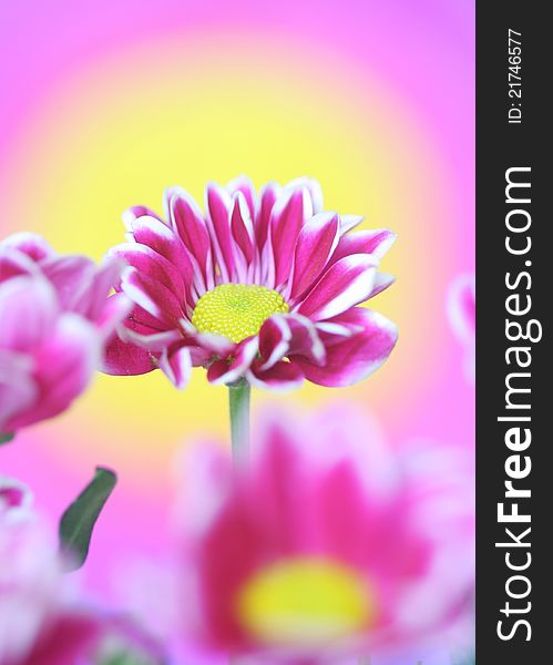 Close-up of pink chrysanthemum flower