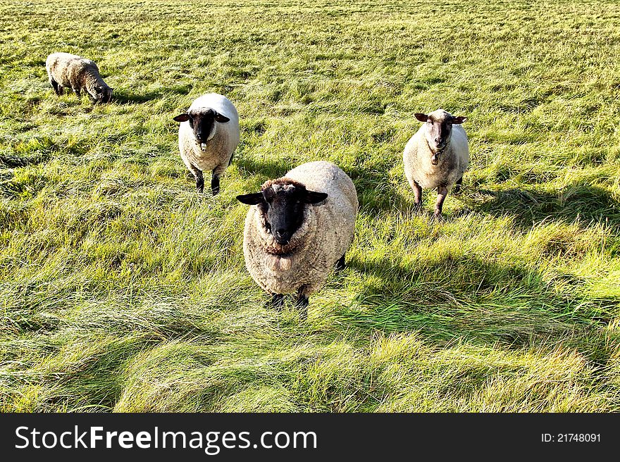 Some sheeps on a meadow. Some sheeps on a meadow