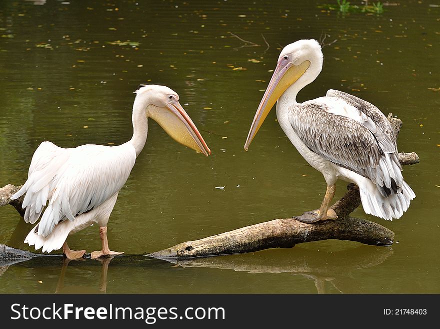 Pelican And Great White Pelican