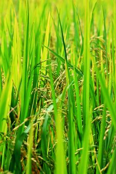 The Green Rice Fields Stock Images The Green Rice Fields Stock Images