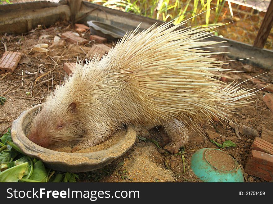 Porcupine or hedgehog is eating corn seeds in a bowl
