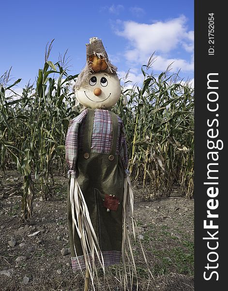 A smiling scarecrow protects a corn and pumpkin field on days leading up to Halloween. A smiling scarecrow protects a corn and pumpkin field on days leading up to Halloween.