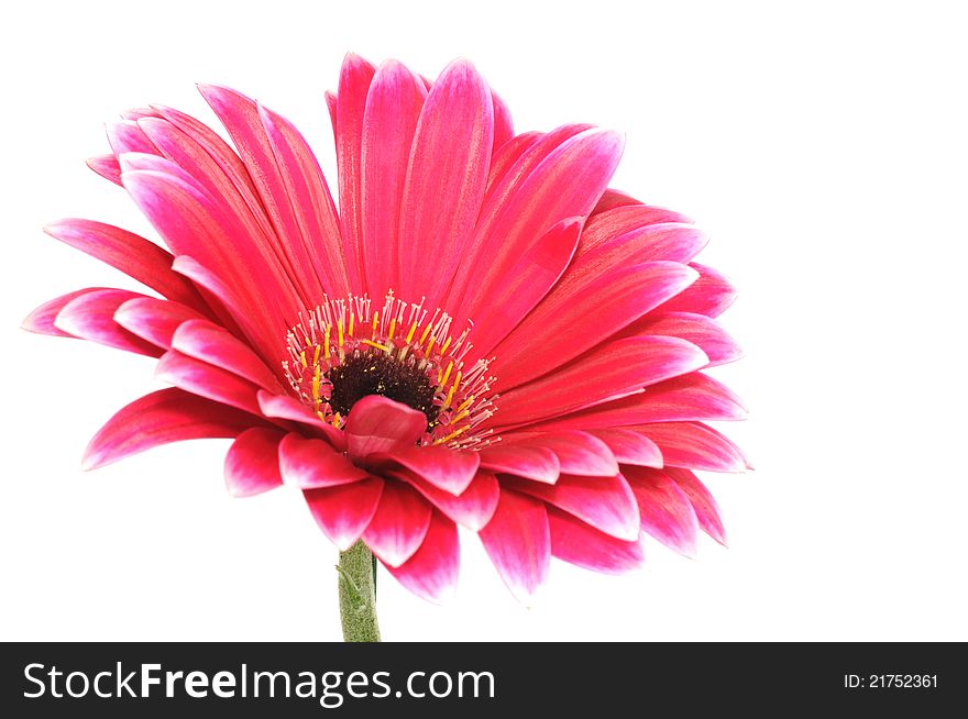 Pink gerber flower on a white background