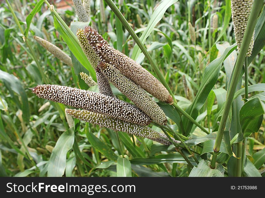 Vibrant green plants with crops on the field