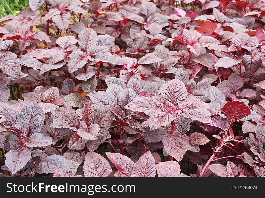 Red fresh crops on the land