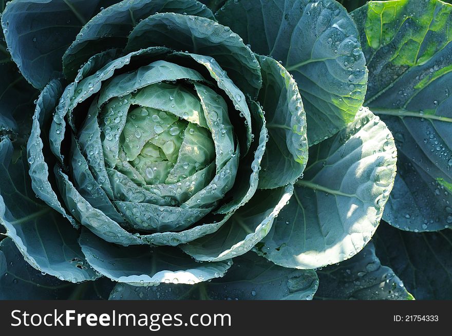 Big green cabbage from ecological farm