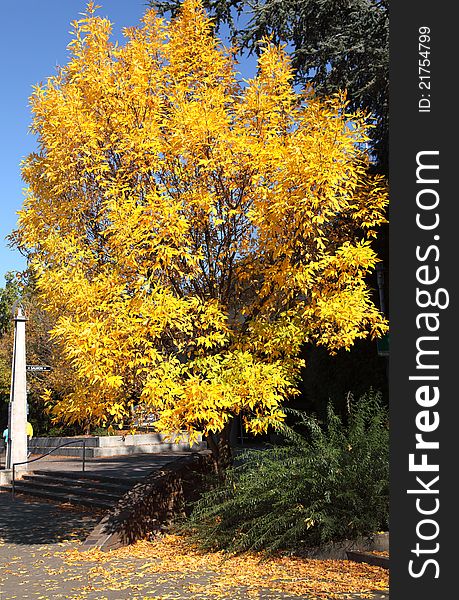 Autumn Foliage, Portland Oregon.