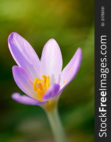 Nice dewy flower in the autumn (Colchicum autumnale)