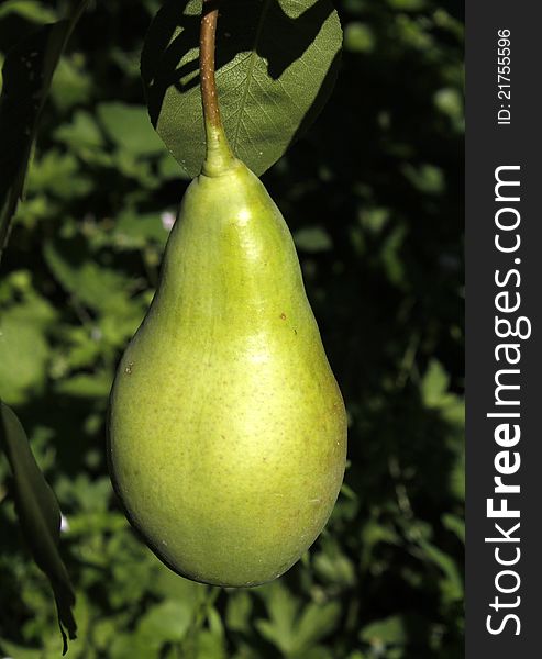 A Green Pear Hanging On A Branch