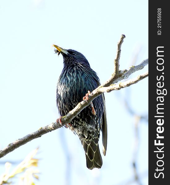 Starling sitting on a branch in its beak with food