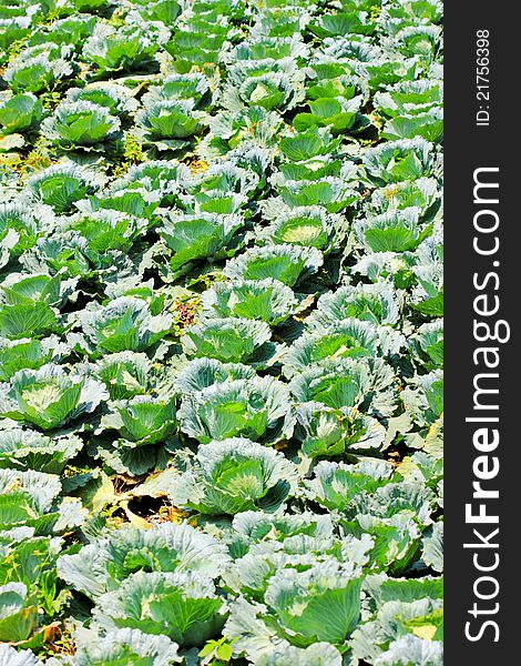 Vegetable garden cabbage atop a high mountain in northern Thailand