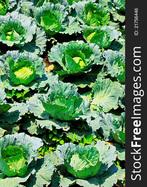 Vegetable garden cabbage atop a high mountain in northern Thailand