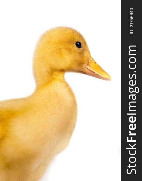 Duckling On The Isolated White Background
