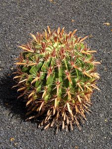Cactus In Lava Garden Stock Photo Cactus In Lava Garden Stock Photo