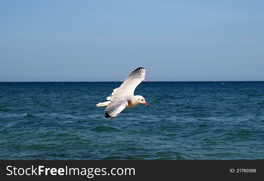 Gull flying against a background of blue sea. Gull flying against a background of blue sea