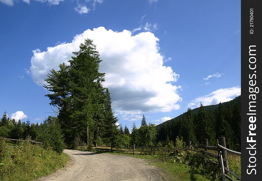 Road And Firs
